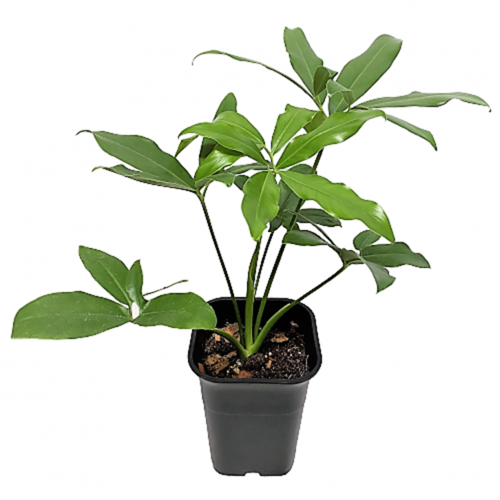 Philodendron Goeldii (Japan)