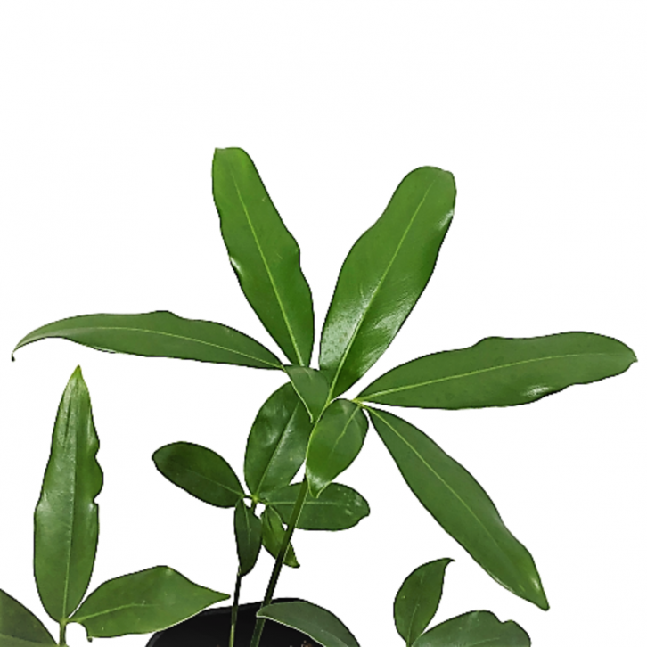 Philodendron Goeldii (Japan)