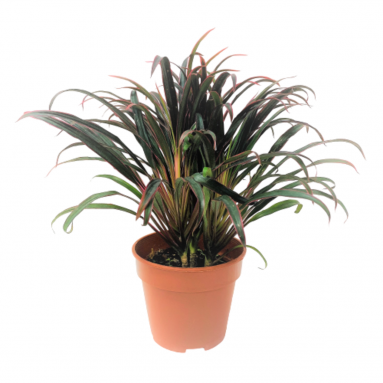 Cordyline Terminalis (Ti Plant)