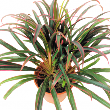 Cordyline Terminalis (Ti Plant)