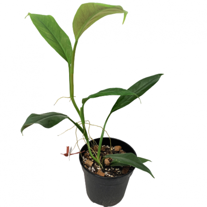 Philodendron Barrosoanum Gigantenum
