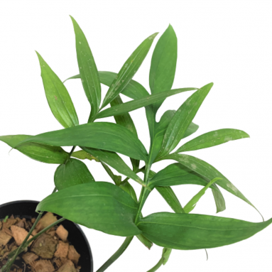 Philodendron Subpinata