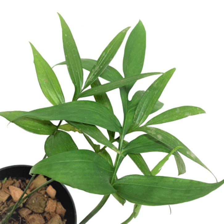 Philodendron Subpinata