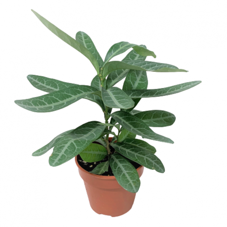 Sauropus Spatulifolius (Dragon Tongue)