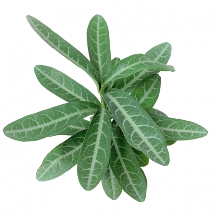 Sauropus Spatulifolius (Dragon Tongue)