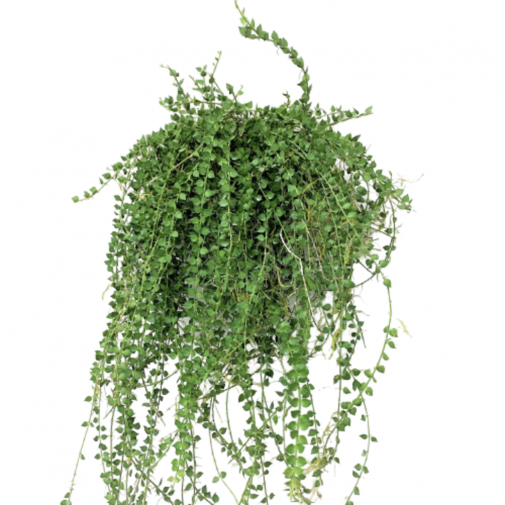 Dischidia Ruscifolia (Million Hearts)