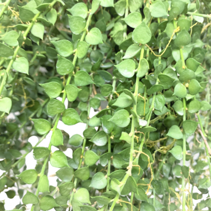 Dischidia Ruscifolia (Million Hearts)