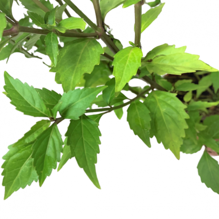 Cat's Whiskers 貓鬚草 (Orthosiphon Aristatus - Misai Kucing)