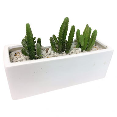 Mini Cactus in a White Rectangular Pot