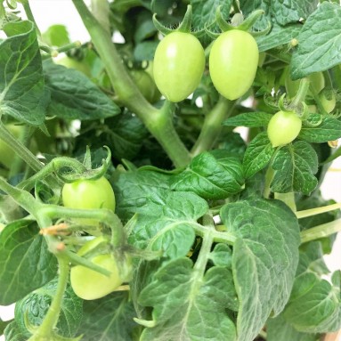 Cherry Tomato Plant (Solanum lycopersicum)