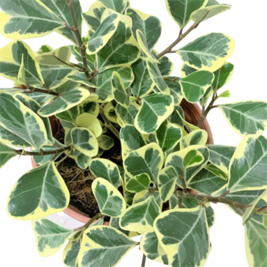 Ficus Triangularis Variegata