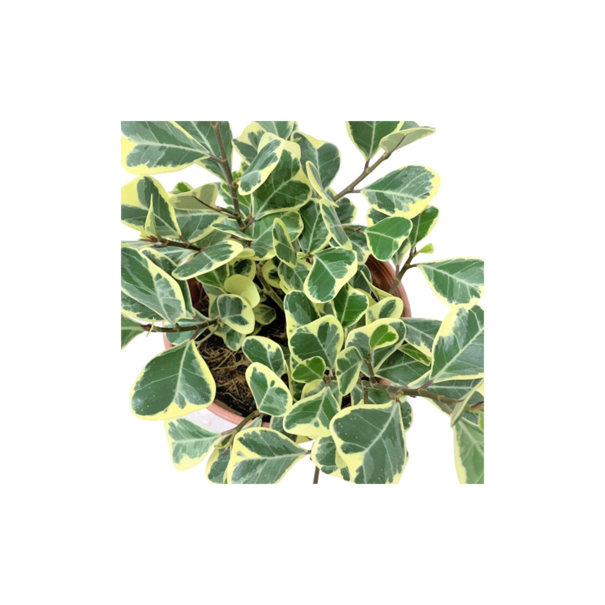 Ficus Triangularis Variegata