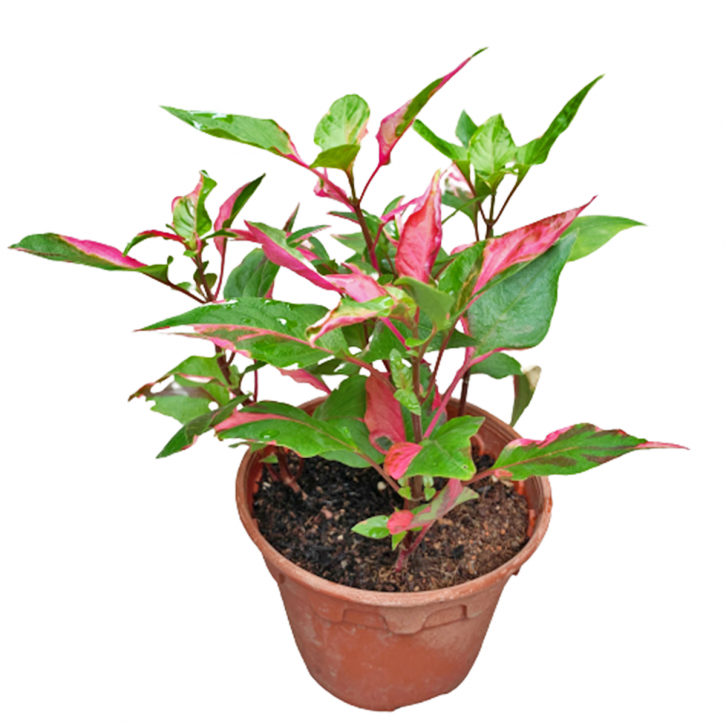 Alternanthera Ficoidea 'Partytime'