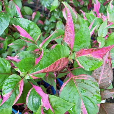 Alternanthera Ficoidea 'Partytime'