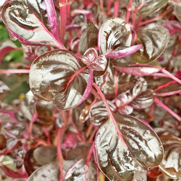 Iresine Herbstii (Bloodleaf)