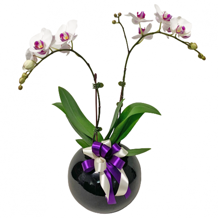 Phalaenopsis Orchid In Black Glazed Pot