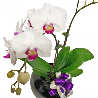 Phalaenopsis Orchid In Black Glazed Pot