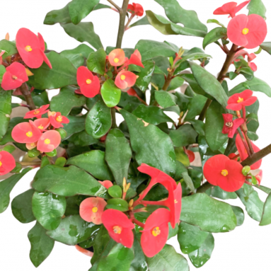 Euphorbia Milii