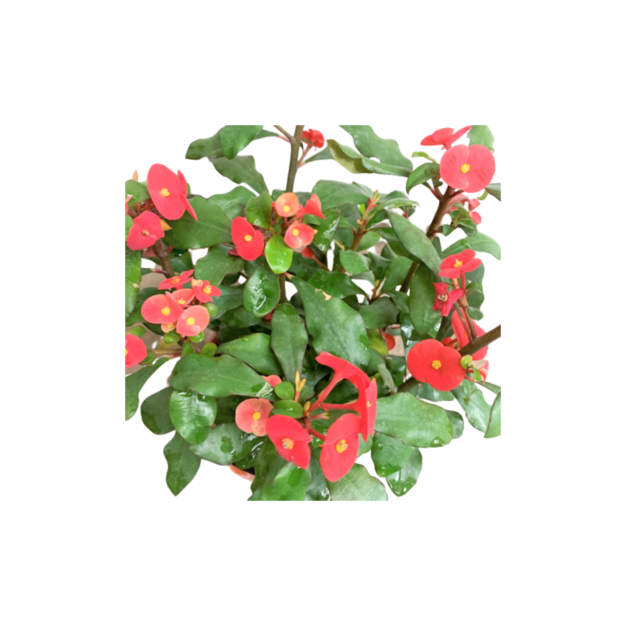 Euphorbia Milii Hybrid