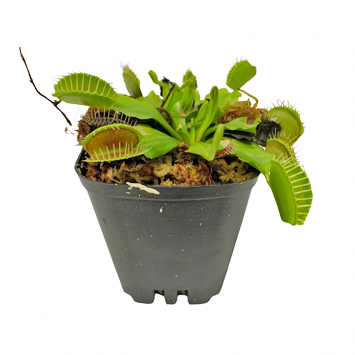 Mini Dionaea Muscipula (Venus Flytrap)
