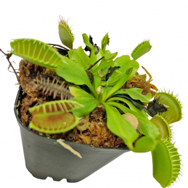 Mini Dionaea Muscipula (Venus Flytrap)
