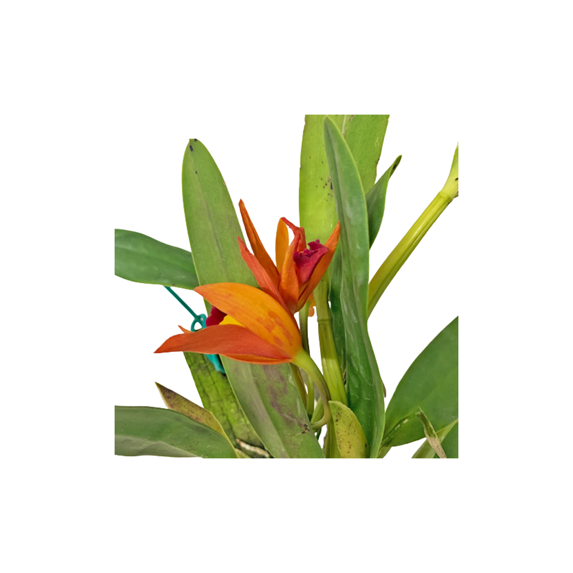 Epidendrum Orchid Orange With Wood Support