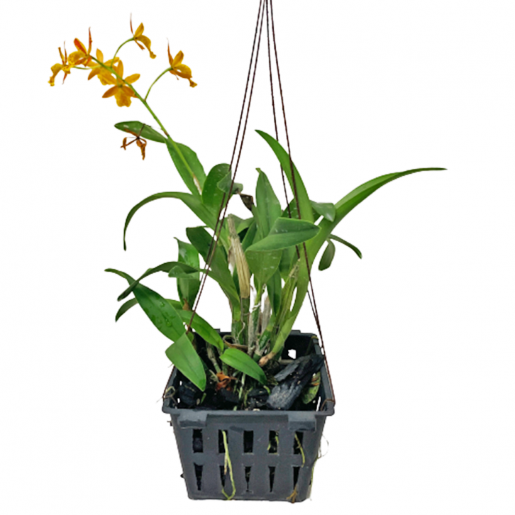 Epidendrum Orchid Orange in Pot