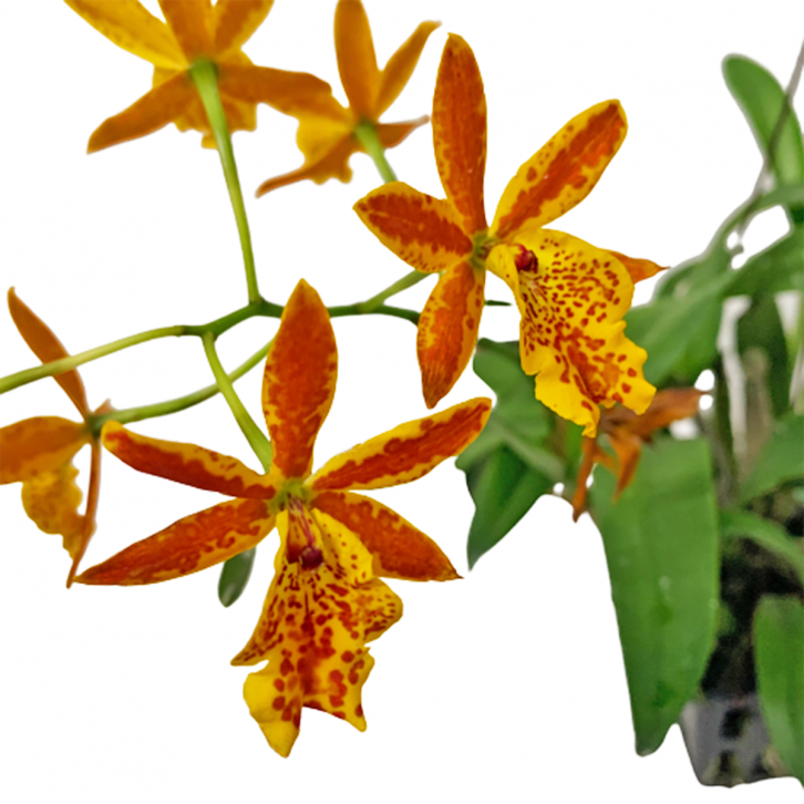 Epidendrum Orchid Orange in Pot