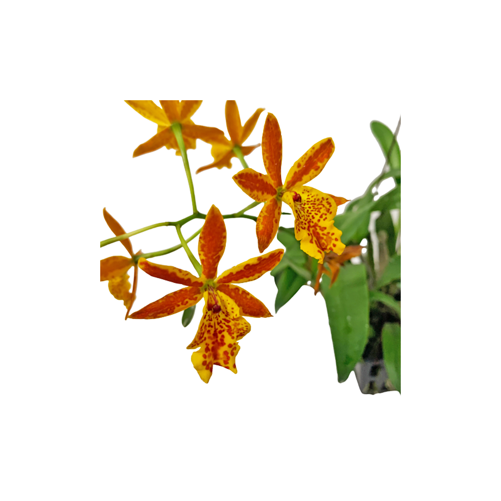 Epidendrum Orchid Orange In Pot Limited Stock