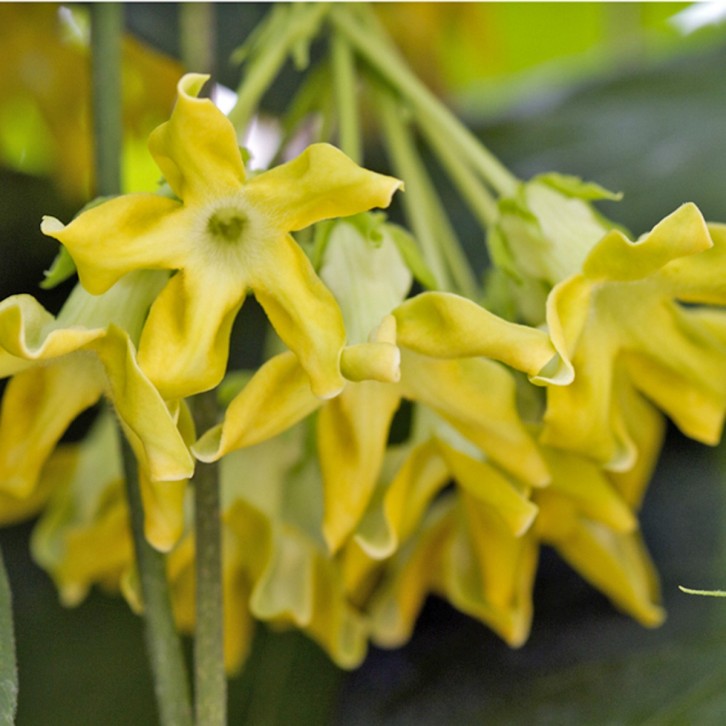 Telosma Cordata 夜来香 (Chinese Violet)