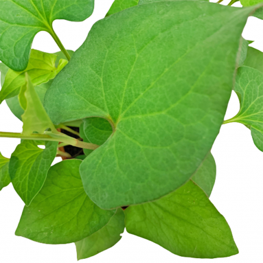 Houttuynia Cordata (Fish Mint Plant)