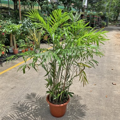 Bamboo Palm (Chamaedorea Seifrizii)
