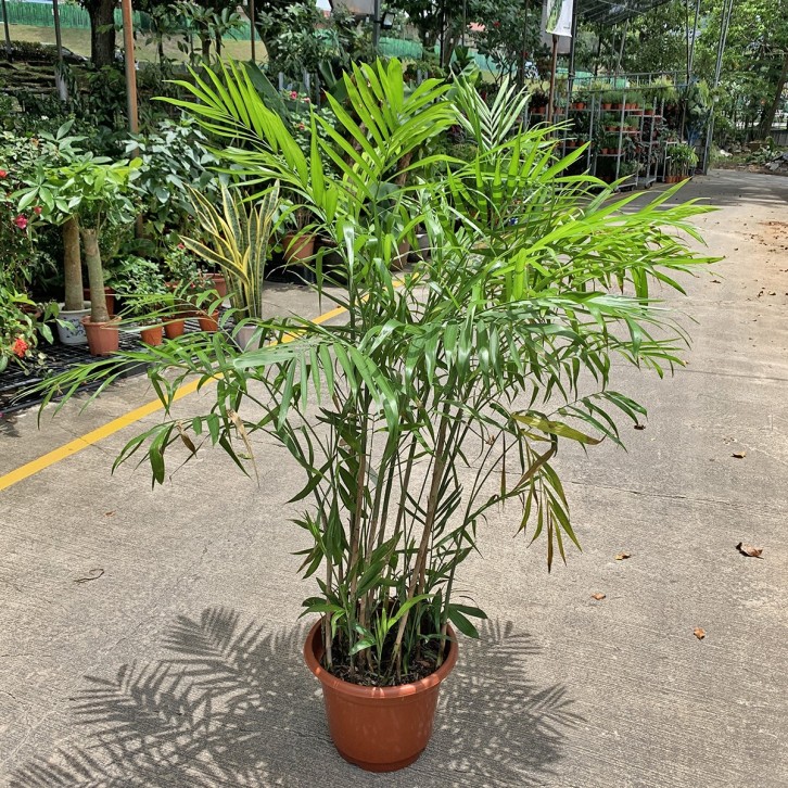 Bamboo Palm (Chamaedorea Seifrizii)