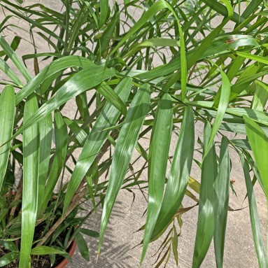 Bamboo Palm (Chamaedorea Seifrizii)