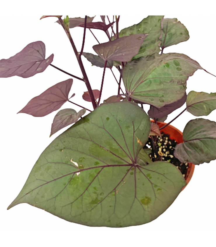 Sweet Potato Plant Purple Leaf
