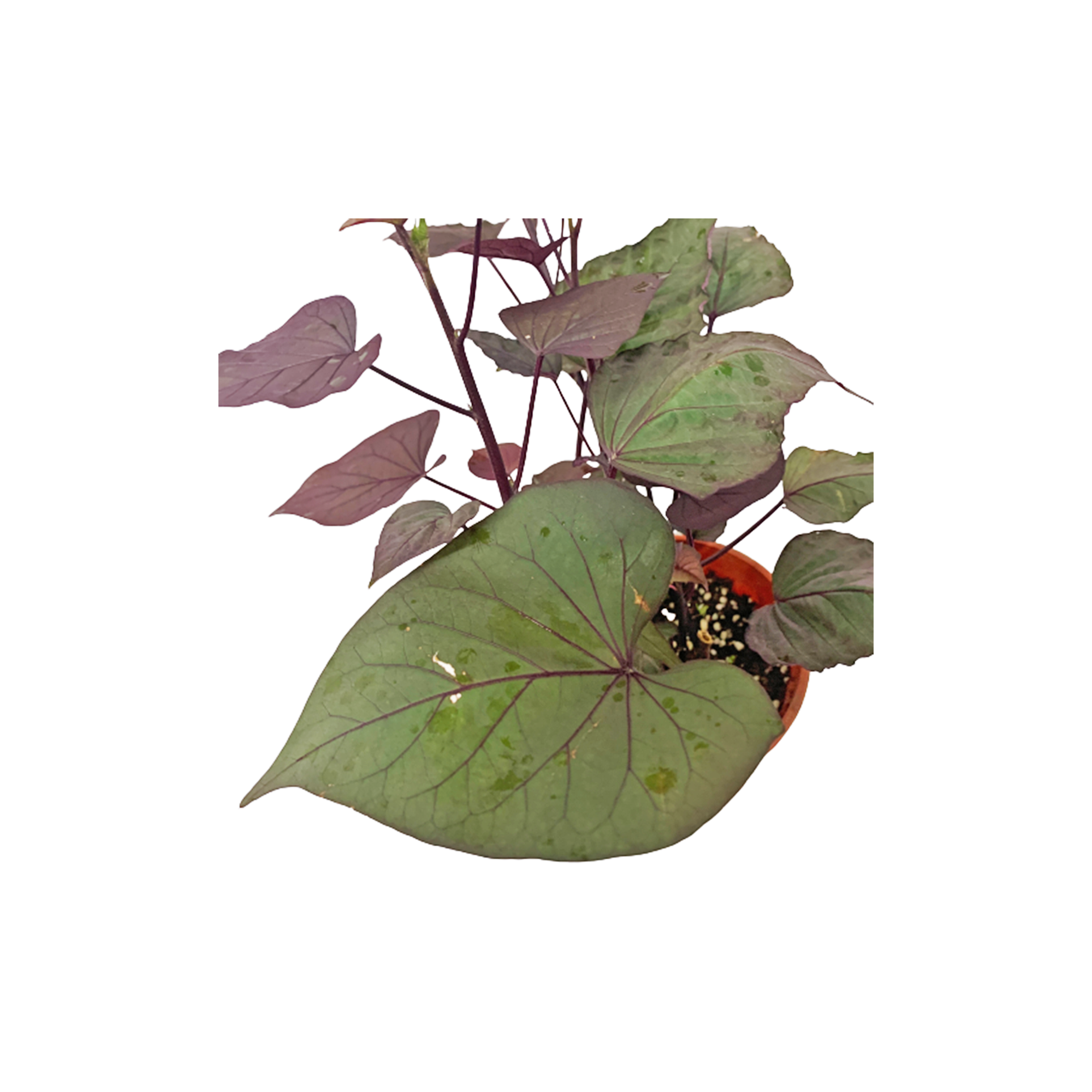 sweet potato plant - purple leaf