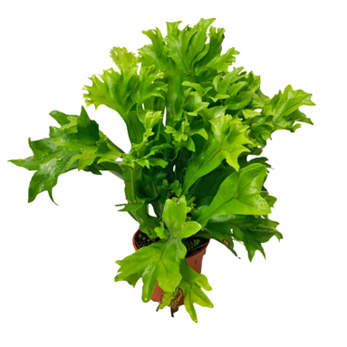 Fishtail Fern (Microsorum Punctatum)