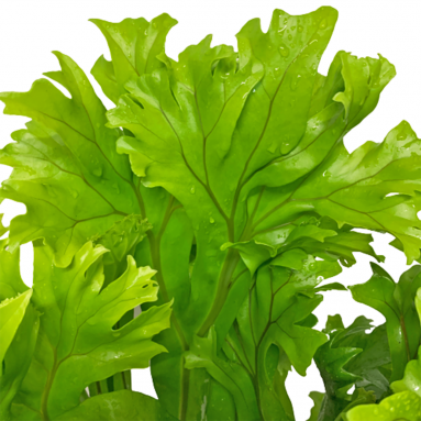 Fishtail Fern (Microsorum Punctatum)