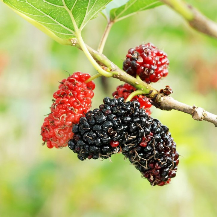 Mulberry (Morus)