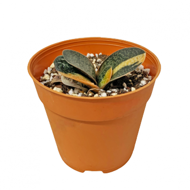 Gasteria Gracilis Variegata