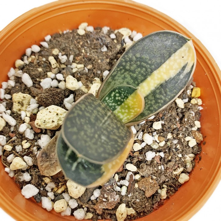 Gasteria Gracilis Variegata