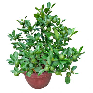 Calamansi Lime (Citrofortunella microcarpa)