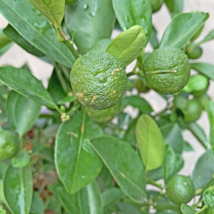 Calamansi Lime (Citrofortunella microcarpa)