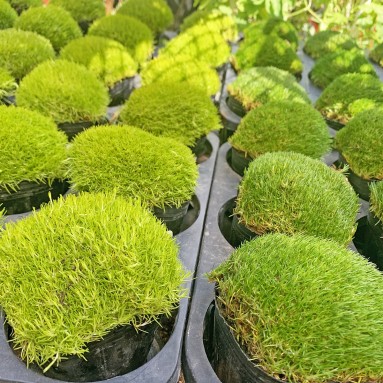 Irish Moss - Light Green (Japan)