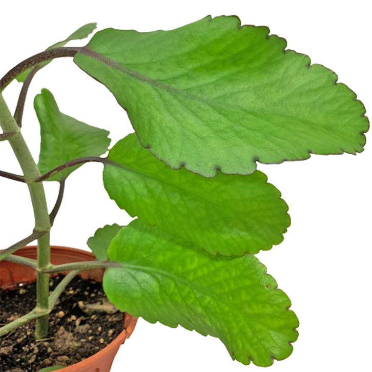 Alchetron Bryophyllum