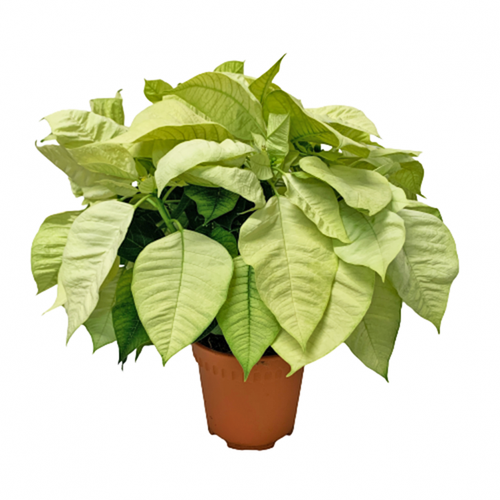 Poinsettia - Cream Variety (Euphorbia pulcherrima)