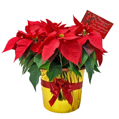 Poinsettia Gold-Wrap Gift Pot (Red)