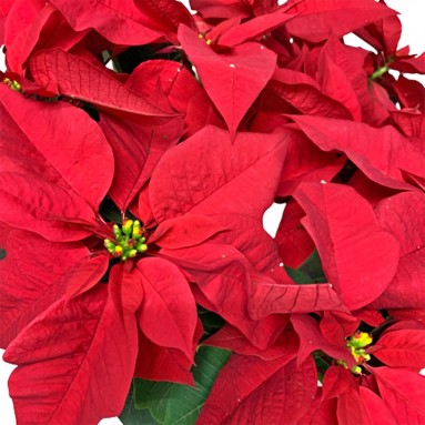 Poinsettia Gold-Wrap Gift Pot (Red)
