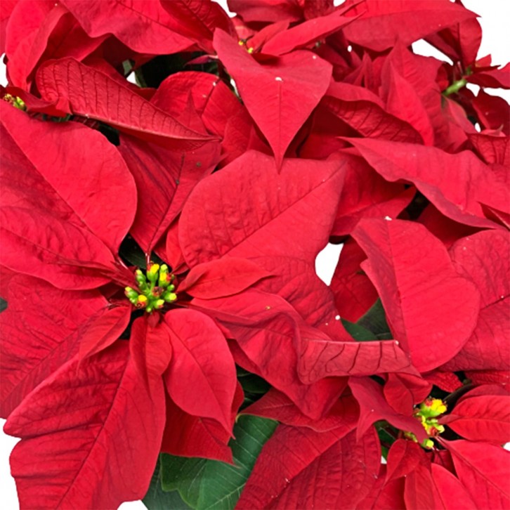 Poinsettia Gold-Wrap Gift Pot (Red)