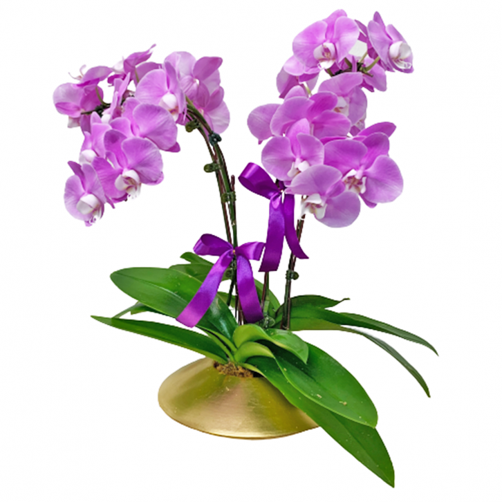 Phalaenopsis Orchid In Matt Gold Pot